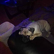 Mamas is registered to the contest to win money with this photo: dog, pug, pet, indoor, animal, resting, lying_down, dark, dim_light, furniture, table, trash_bin, floor, cute, small_dog, looking_up, black_surface, brown_fur, ears, eyes