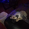 dog, pug, pet, indoor, animal, resting, lying_down, dark, dim_light, furniture, table, trash_bin, floor, cute, small_dog, looking_up, black_surface, brown_fur, ears, eyes