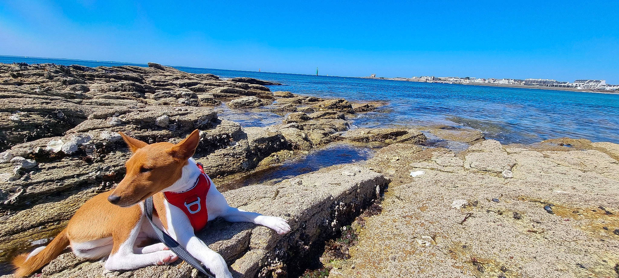 Sia a rejoint le concours — aidez-le/la à gagner de superbes lots ! beach, carnivore, companion_dog, dog, dog_supply, fawn, headland, horizon, landscape, leisure, ocean, rock, sand, shore, sky, travel, water, wave, wind_wave, wood