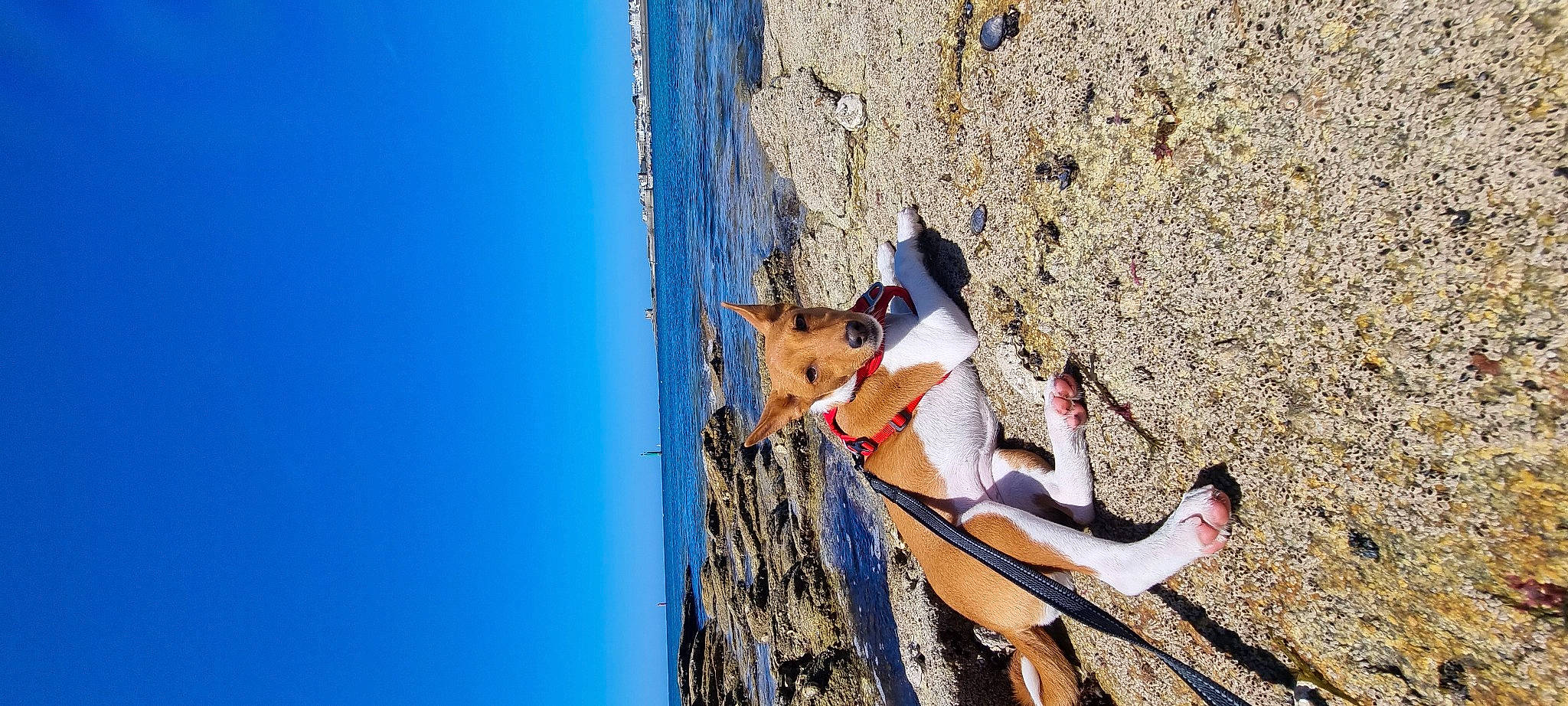 Sia participe au concours pour gagner de l'argent avec cette photo : azure, beach, blue, body_of_water, carnivore, dog, elbow, electric_blue, fawn, happy, human_leg, knee, leg, leisure, people_in_nature, sky, thigh, tree, water, wood