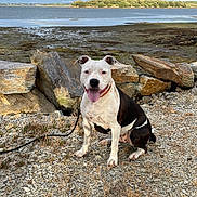 Ramsès participe au concours pour gagner de l'argent avec cette photo : dog, pet, black_and_white, sitting, tongue_out, smiling, outdoor, shoreline, beach, rocky_ground, driftwood, water, lake, coast, trees, cloudy_sky, landscape, portrait, collar, leash