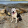 dog, pet, black_and_white, sitting, tongue_out, smiling, outdoor, shoreline, beach, rocky_ground, driftwood, water, lake, coast, trees, cloudy_sky, landscape, portrait, collar, leash