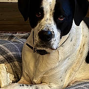 George is registered to the contest to win money with this photo: dog, black_and_white, bone, blanket, indoor, pet, canine, fur, collar, lying_down, resting, cozy, floor, chew_toy, animal, domestic, portrait, looking_at_camera, ears, snout