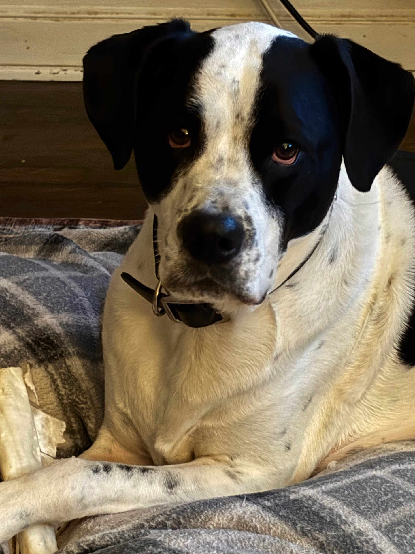George is registered to the contest to win money with this photo: dog, black_and_white, bone, blanket, indoor, pet, canine, fur, collar, lying_down, resting, cozy, floor, chew_toy, animal, domestic, portrait, looking_at_camera, ears, snout