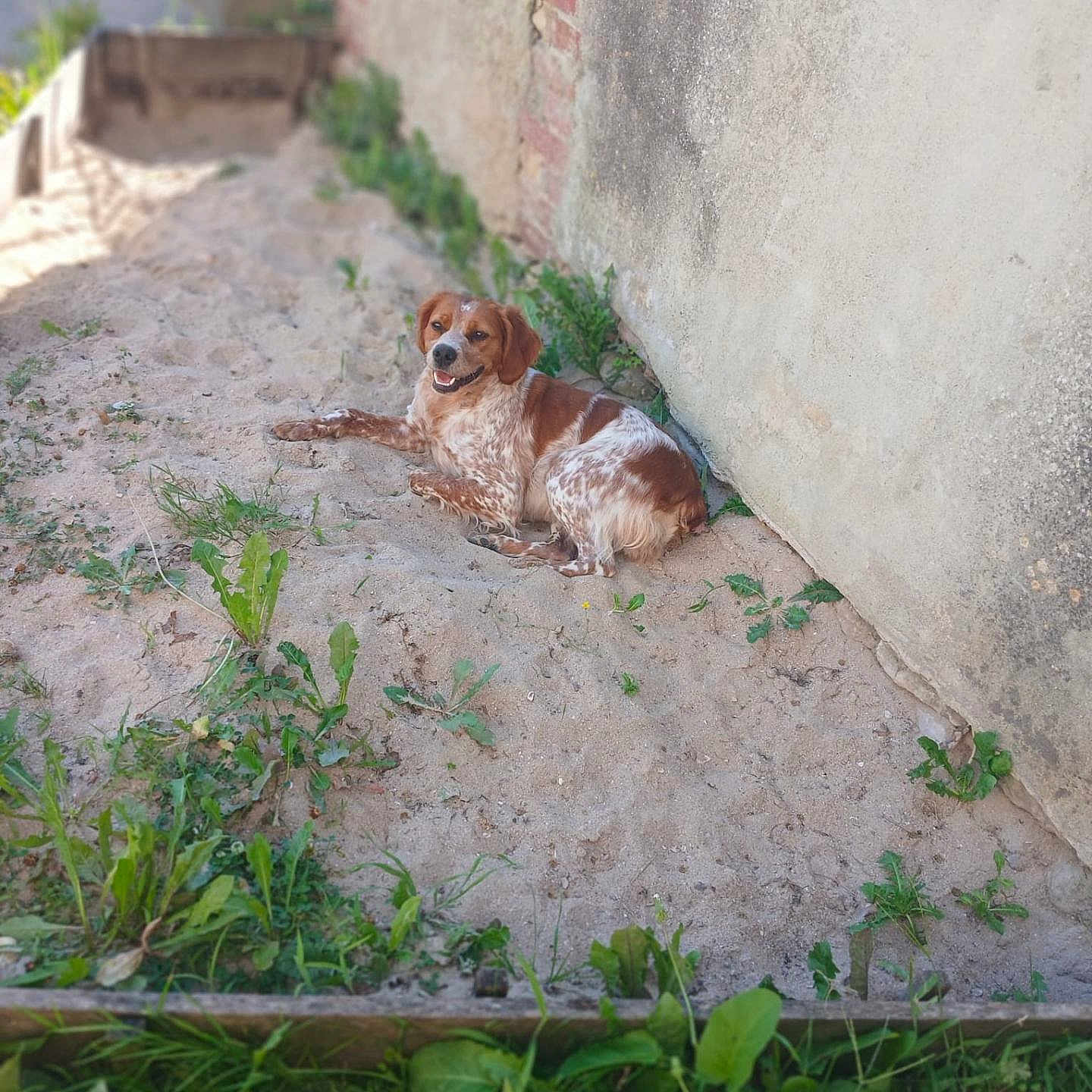 Utah a rejoint le concours — aidez-le/la à gagner de superbes lots ! animal, architecture, backyard, building, canine, city, dog, grass, herbal, herbs, nature, outdoors, pet, plant, puppy, road, shelter, soil, street, urban