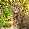 cat, gray_tabby, animal, pet, outdoor, nature, greenery, foliage, concrete, sitting, feline, whiskers, ears, eyes, fur, mammal, domestic, calm, daylight, closeup