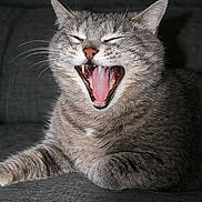 Clochette participe au concours pour gagner de l'argent avec cette photo : cat, tabby_cat, yawning, mouth_open, teeth, tongue, whiskers, feline, pet, gray_fur, striped_fur, relaxed, indoor, couch, furniture, closeup, animal, mammal, cute, resting