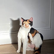 Roxie joined the competition — help win amazing prizes! cat, calico, scratching, shadow, floor, wooden_floor, indoor, pet, animal, feline, fur, white, orange, black, sitting, paw, ear, whiskers, sunlight, wall