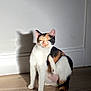 cat, calico, scratching, shadow, floor, wooden_floor, indoor, pet, animal, feline, fur, white, orange, black, sitting, paw, ear, whiskers, sunlight, wall