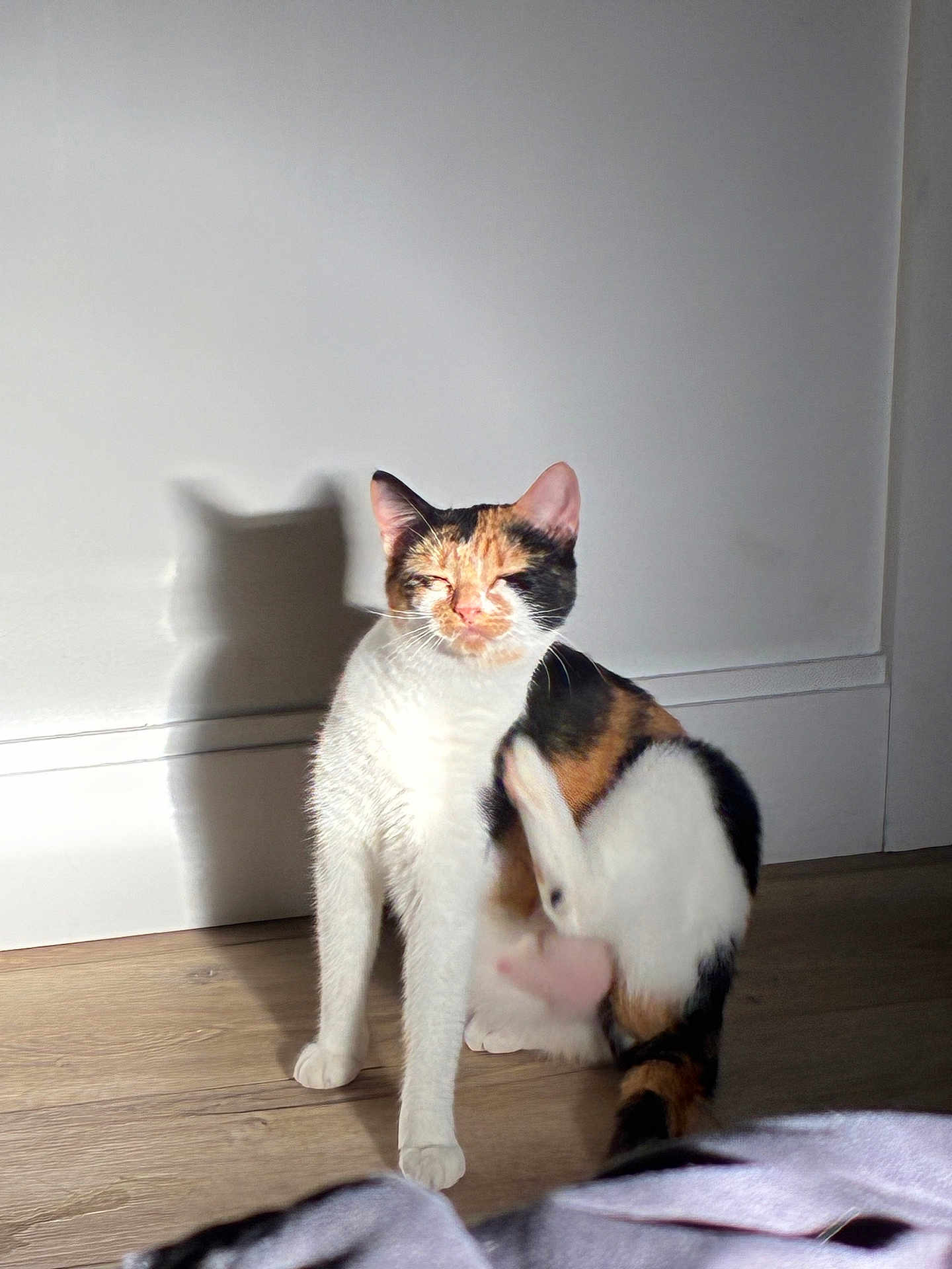 Roxie
