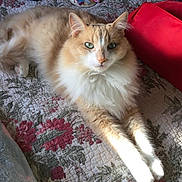 Toby is registered to the contest to win money with this photo: cat, fluffy, green_eyes, quilt, floral_pattern, bed, paws, stretching, indoor, red_bag, feline, pet, relaxed, cozy, fur, whiskers, resting, light, shadow, home