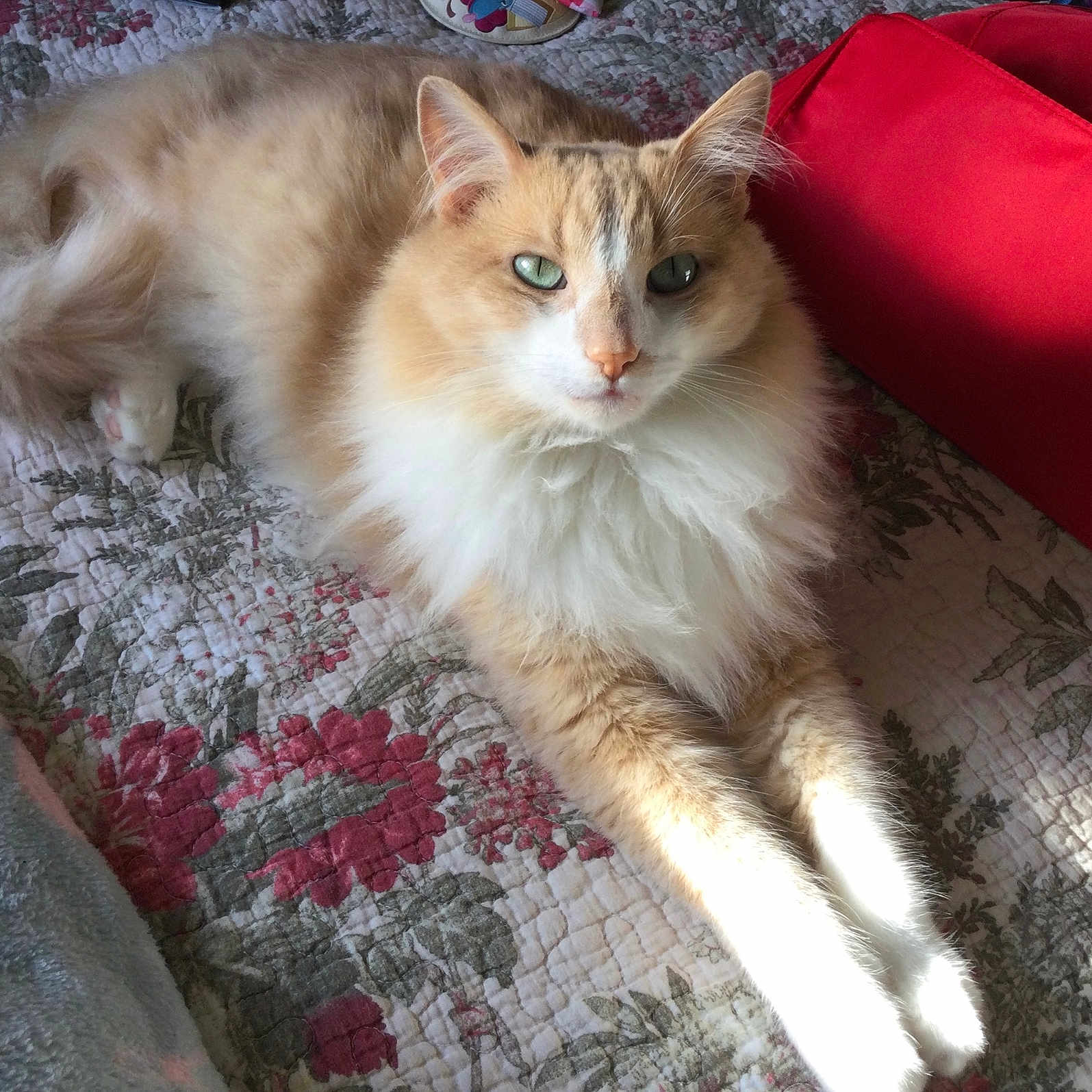 Toby is registered to the contest to win money with this photo: bed, cat, cozy, feline, floral_pattern, fluffy, fur, green_eyes, home, indoor, light, paws, pet, quilt, red_bag, relaxed, resting, shadow, stretching, whiskers