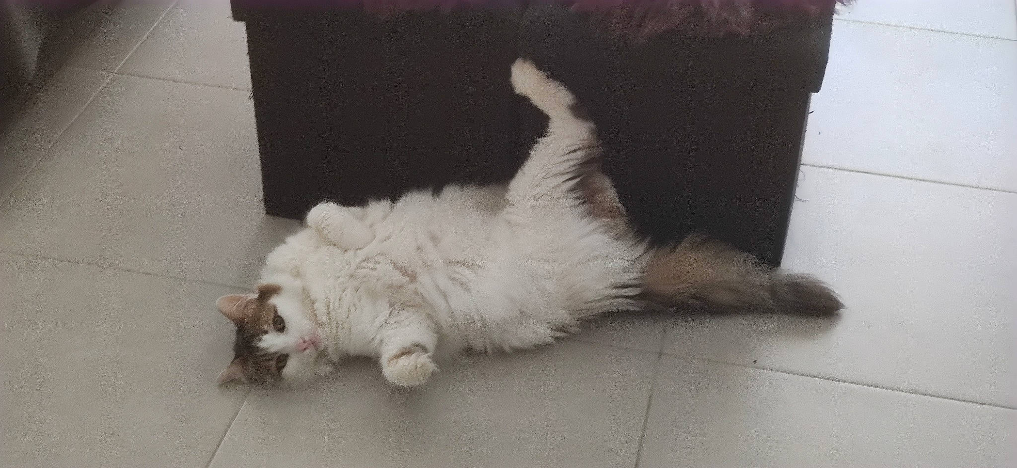 Pompon a rejoint le concours — aidez-le/la à gagner de superbes lots ! carnivore, cat, claw, comfort, companion_dog, dog_breed, domestic_short_haired_cat, felidae, floor, flooring, foot, fur, hardwood, nap, paw, small_to_medium_sized_cats, snout, tail, whiskers, wood