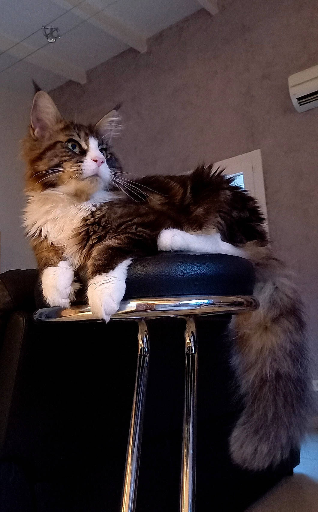 Shelby participe au concours pour gagner de l'argent avec cette photo : carnivore, cat, cat_supply, comfort, companion_dog, domestic_short_haired_cat, felidae, fur, mammal, paw, sitting, small_to_medium_sized_cats, tail, vertebrate, whiskers, wood