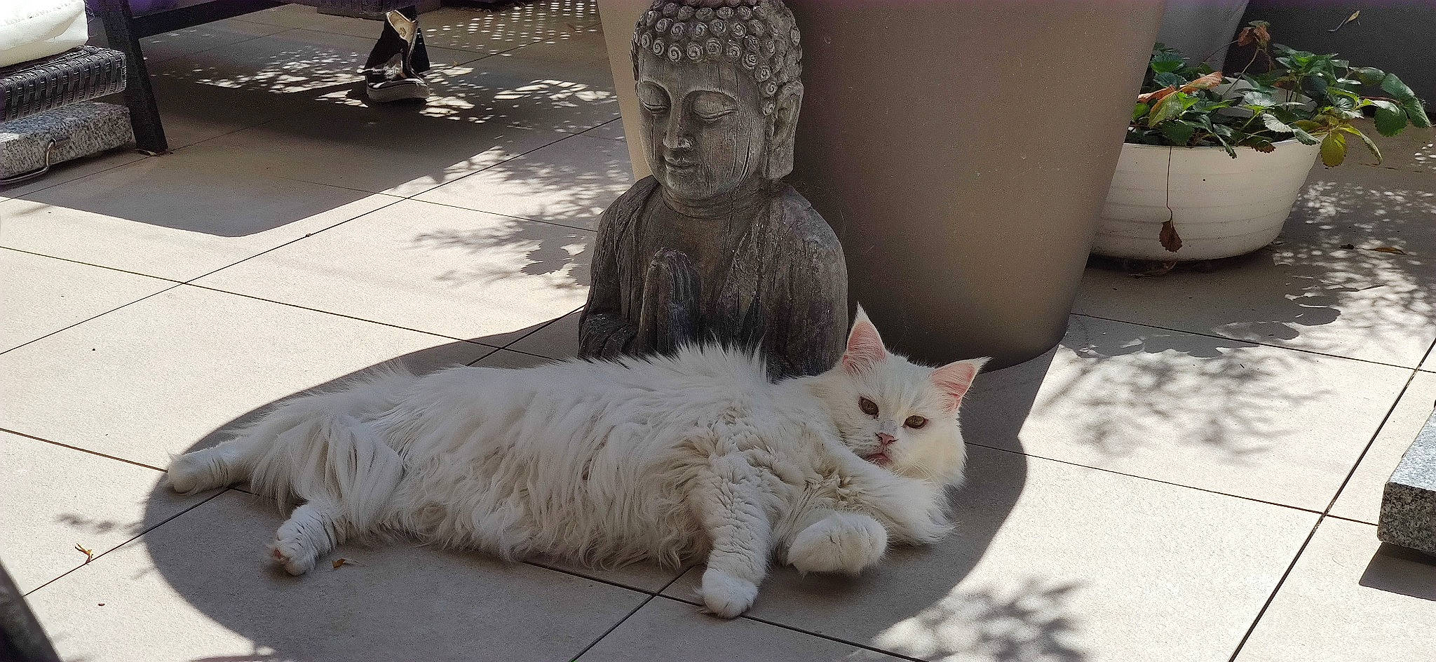 Zyajess a rejoint le concours — aidez-le/la à gagner de superbes lots ! carnivore, cat, domestic_short_haired_cat, eye, fawn, felidae, flowerpot, fur, houseplant, human_leg, mammal, paw, plant, road_surface, small_to_medium_sized_cats, snout, tail, vertebrate, whiskers, wood