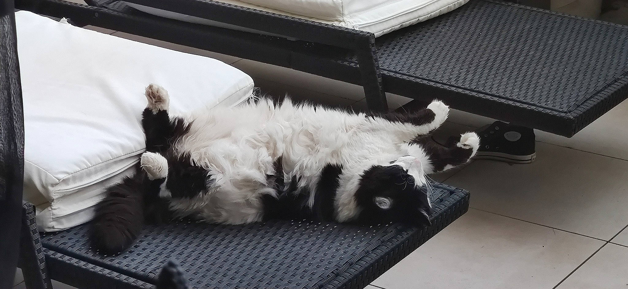 Figaro a rejoint le concours — aidez-le/la à gagner de superbes lots ! canidae, carnivore, cat, comfort, companion_dog, dog_breed, felidae, flooring, foot, fur, human_leg, nap, paw, room, small_to_medium_sized_cats, sporting_group, tail, whiskers, window