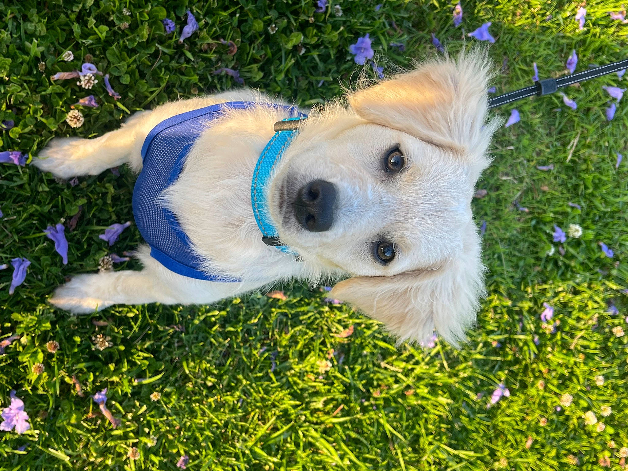 Frosty is registered to the contest to win money with this photo: ball, canidae, carnivore, companion_dog, dog, dog_breed, dog_clothes, fawn, flower, grass, happy, people_in_nature, plant, snout, soccer_ball, sporting_group, spring, tail, toy, whiskers