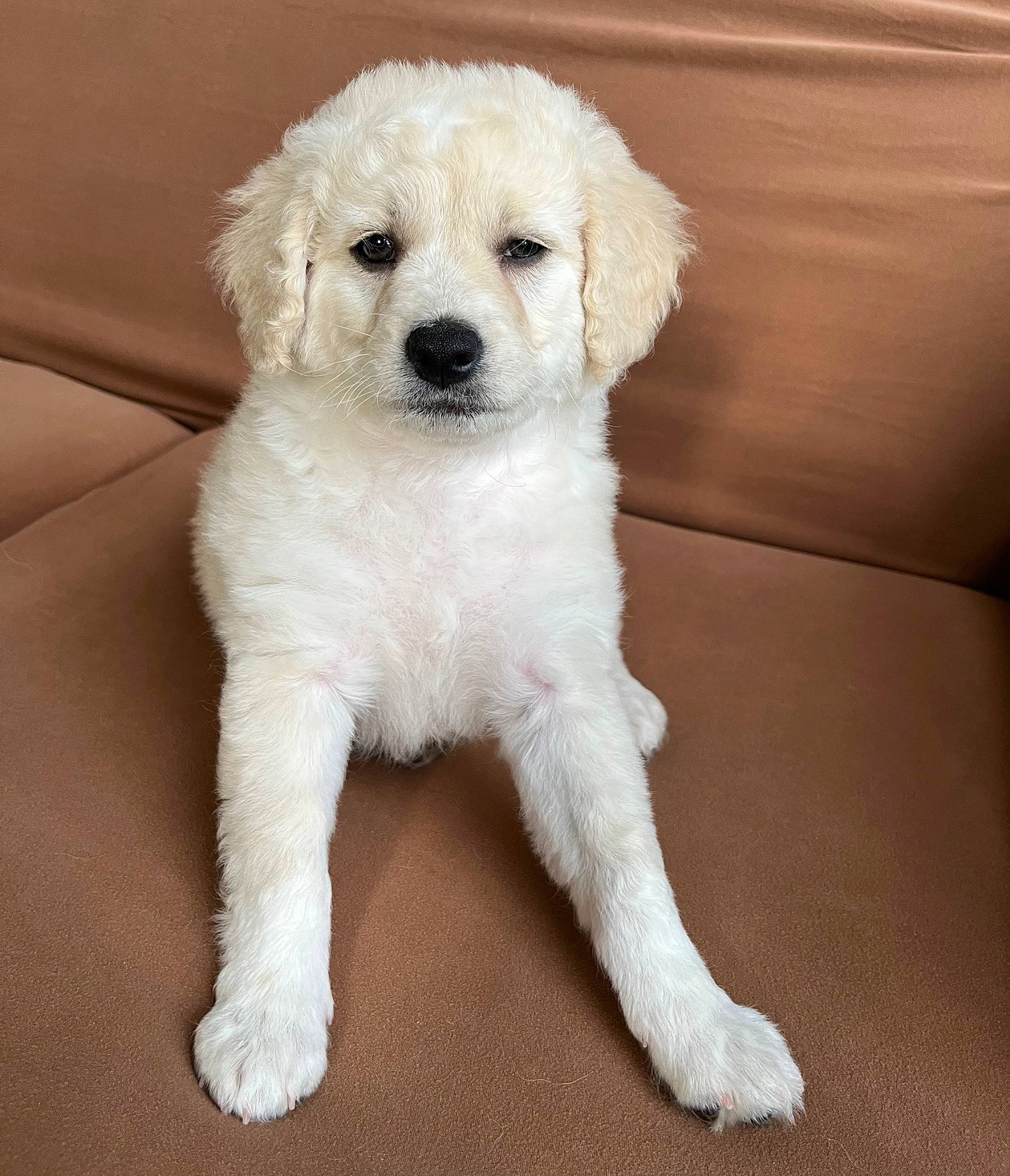 Frosty joined the competition — help win amazing prizes! canidae, carnivore, companion_dog, dog, dog_breed, dog_collar, eye, fur, labradoodle, maltepoo, non_sporting_group, poodle, puppy, snout, sporting_group, terrier, toy_dog, water_dog, working_animal