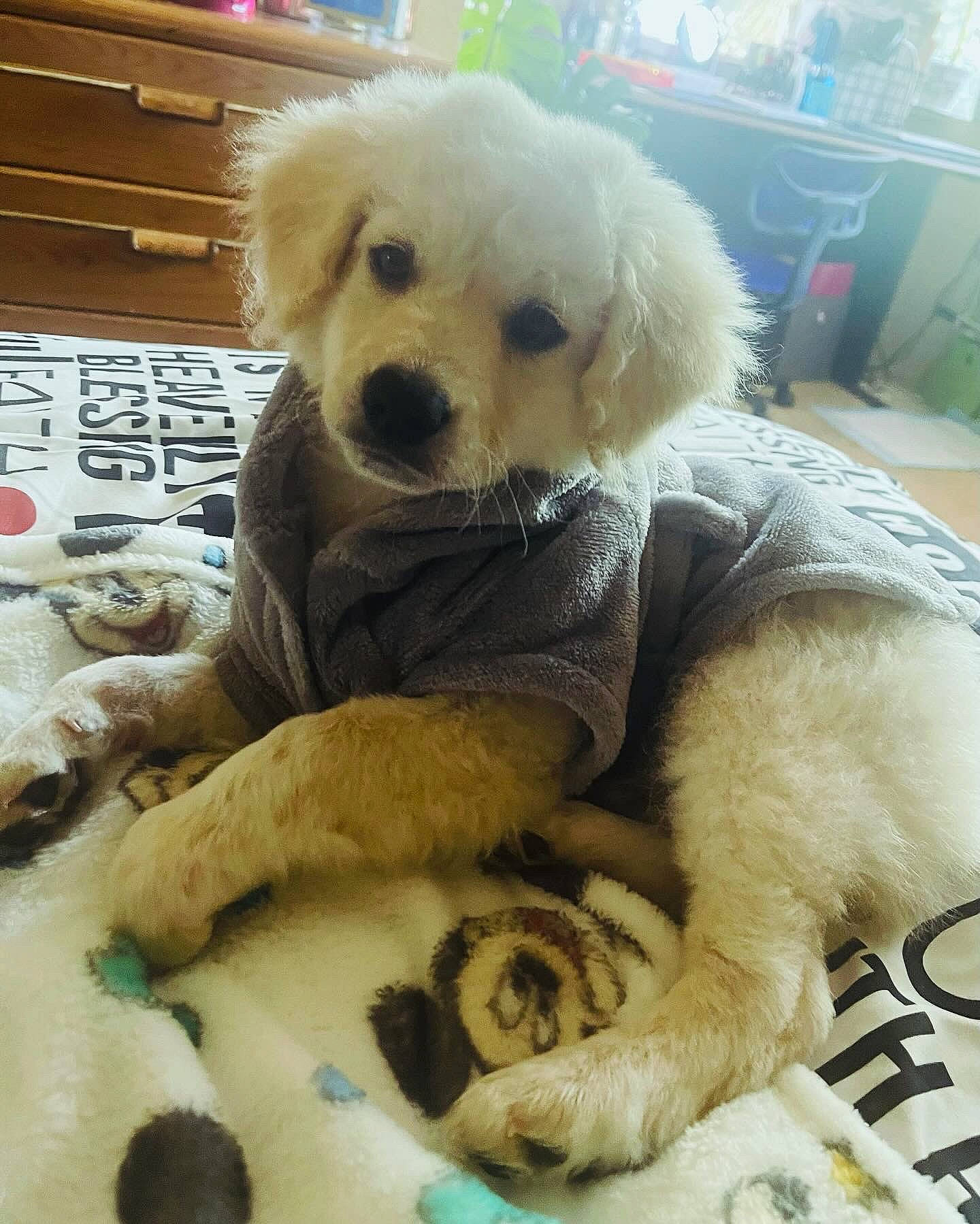 Frosty is registered to the contest to win money with this photo: cabinetry, canidae, carnivore, chest_of_drawers, comfort, companion_dog, dog, dog_breed, dog_supply, drawer, fawn, fur, plush, puppy_love, snout, sporting_group, stuffed_toy, toy, toy_dog, working_animal