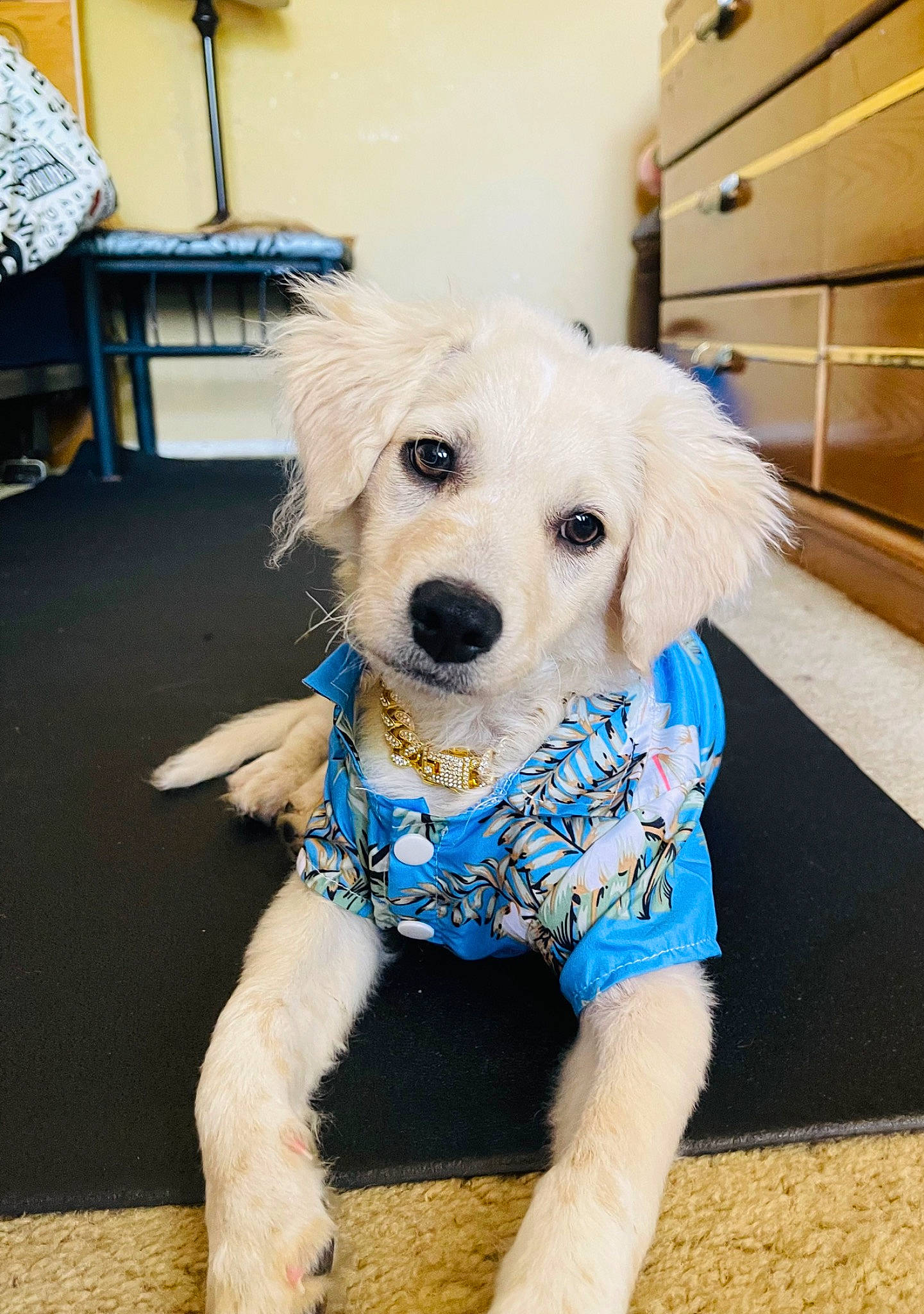 Frosty joined the competition — help win amazing prizes! cabinetry, canidae, carnivore, companion_dog, dog, dog_breed, dog_clothes, dog_collar, dog_supply, fashion_accessory, fawn, flooring, fur, labradoodle, poodle, puppy, snout, sporting_group, toy_dog, working_animal