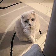 Rhéa participe au concours pour gagner de l'argent avec cette photo : british_shorthair, burmilla, carnivoran, cat, cat_like_mammal, domestic_short_haired_cat, fur, kitten, mammal, ragdoll, scottish_fold, small_to_medium_sized_cats, snout, whiskers