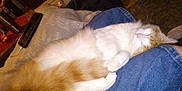 Shithead joined the competition — help win amazing prizes! animal, cat, comfort, couch, cozy, cute, denim, fur, furniture, home, indoor, lap, legs, orange_and_white, person, pet, pillow, relaxing, resting, sleeping