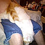blur, casual, cat, clutter, comfort, cups, denim_shorts, furniture, furry, hairy_legs, home, indoor, lap, legs, light, orange_and_white, person, relaxed, table, upside_down
