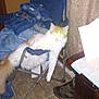 Shithead joined the competition — help win amazing prizes! animal, boot, casual, cat, chair, clothing, curtain, denim, fabric, flash, floor, folding_chair, furniture, glowing_eyes, household, indoor, orange_and_white, pet, resting, tile_floor
