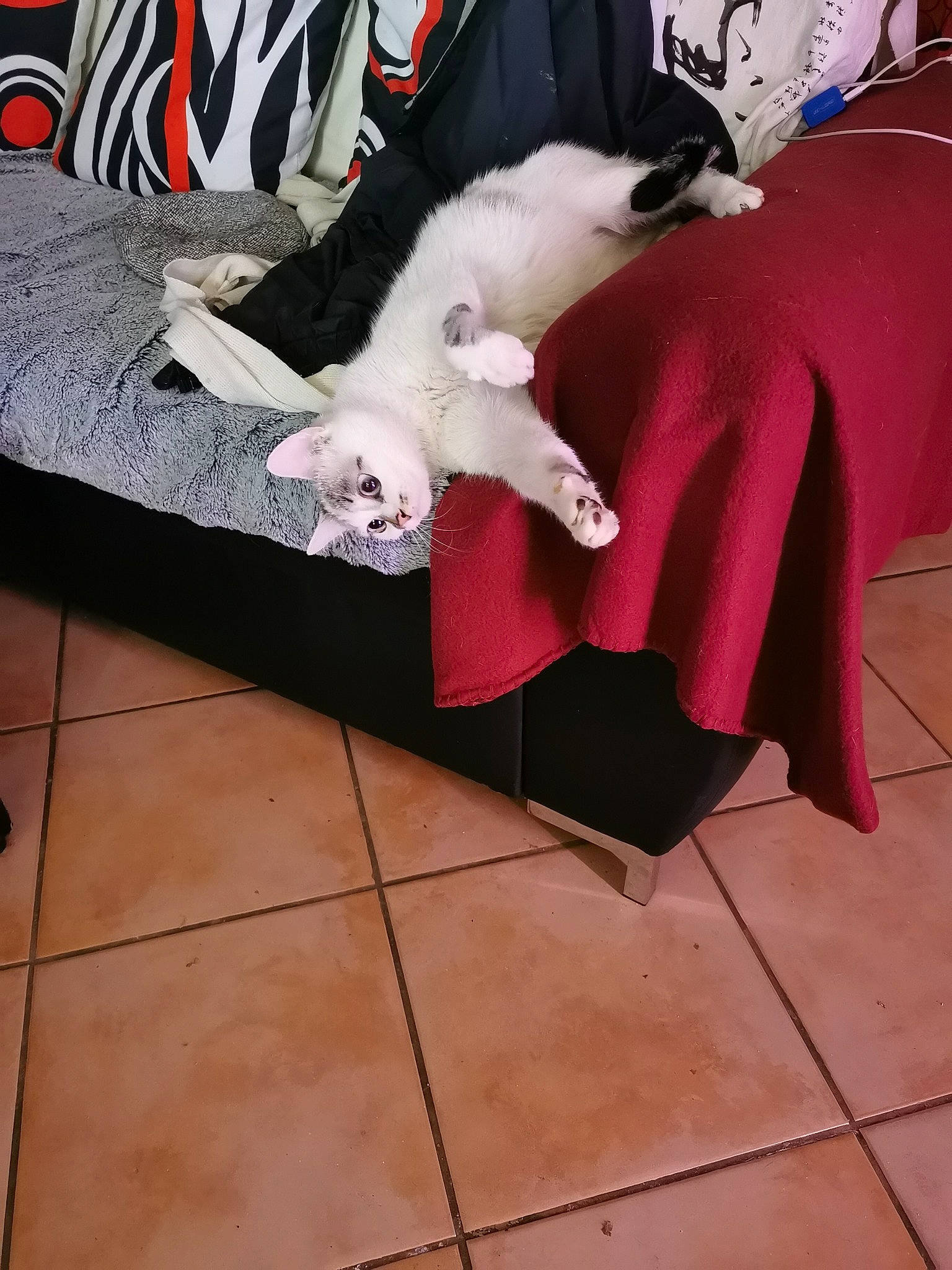 Anouchka a rejoint le concours — aidez-le/la à gagner de superbes lots ! black, canidae, carmine, carnivore, cat, comfort, companion_dog, dog_breed, felidae, floor, flooring, fur, hardwood, human_leg, linens, small_to_medium_sized_cats, tail, textile, whiskers, wood