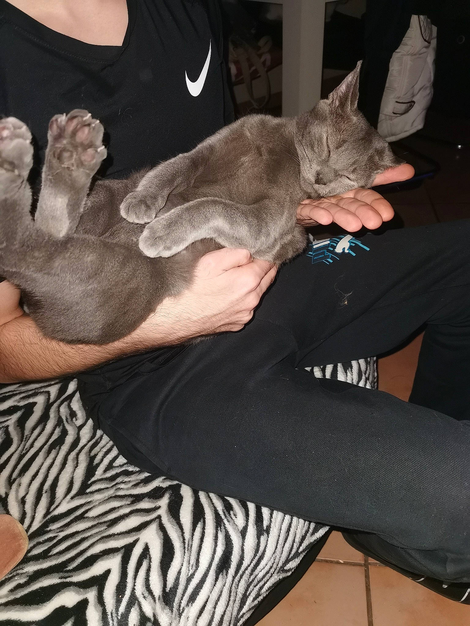 Wiskhy participe au concours pour gagner de l'argent avec cette photo : carnivore, cat, comfort, domestic_short_haired_cat, ear, fawn, felidae, finger, fur, gesture, human_leg, lap, nail, sitting, small_to_medium_sized_cats, t_shirt, thigh, thumb, whiskers, wrist