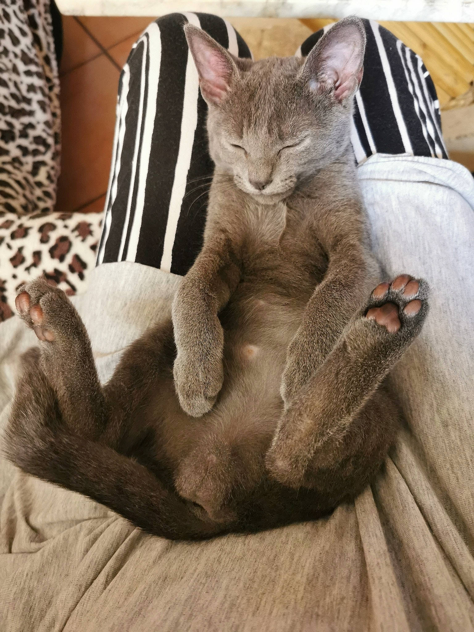 Wiskhy a rejoint le concours — aidez-le/la à gagner de superbes lots ! carnivore, cat, cat_bed, cat_supply, claw, comfort, domestic_short_haired_cat, fawn, felidae, foot, fur, grey, paw, pillow, small_to_medium_sized_cats, snout, tail, terrestrial_animal, whiskers, wood