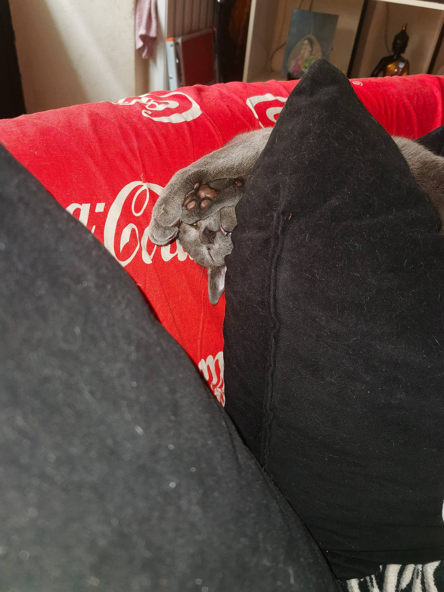 Wiskhy participe au concours pour gagner de l'argent avec cette photo : cap, carmine, comfort, couch, font, fur, linens, logo, personal_protective_equipment, pillow, room, sleeve, sportswear, t_shirt