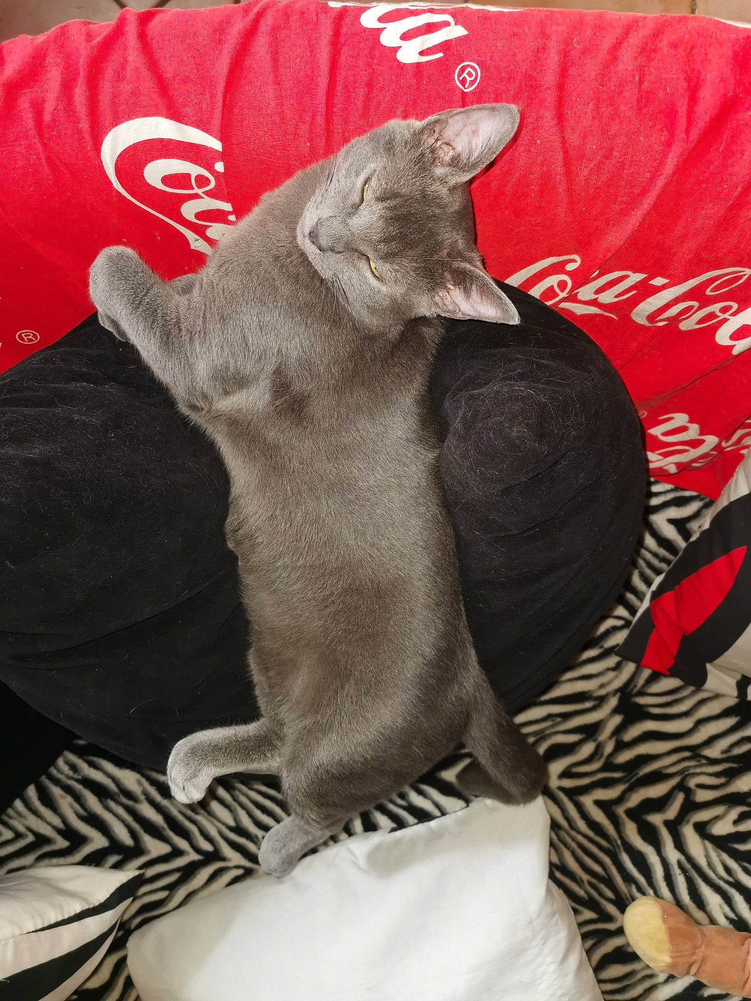 Wiskhy participe au concours pour gagner de l'argent avec cette photo : carnivore, comfort, companion_dog, dog_breed, fawn, felidae, font, fur, grey, hat, leg, linens, sleeve, small_to_medium_sized_cats, snout, sporting_group, t_shirt, tail, whiskers, working_animal