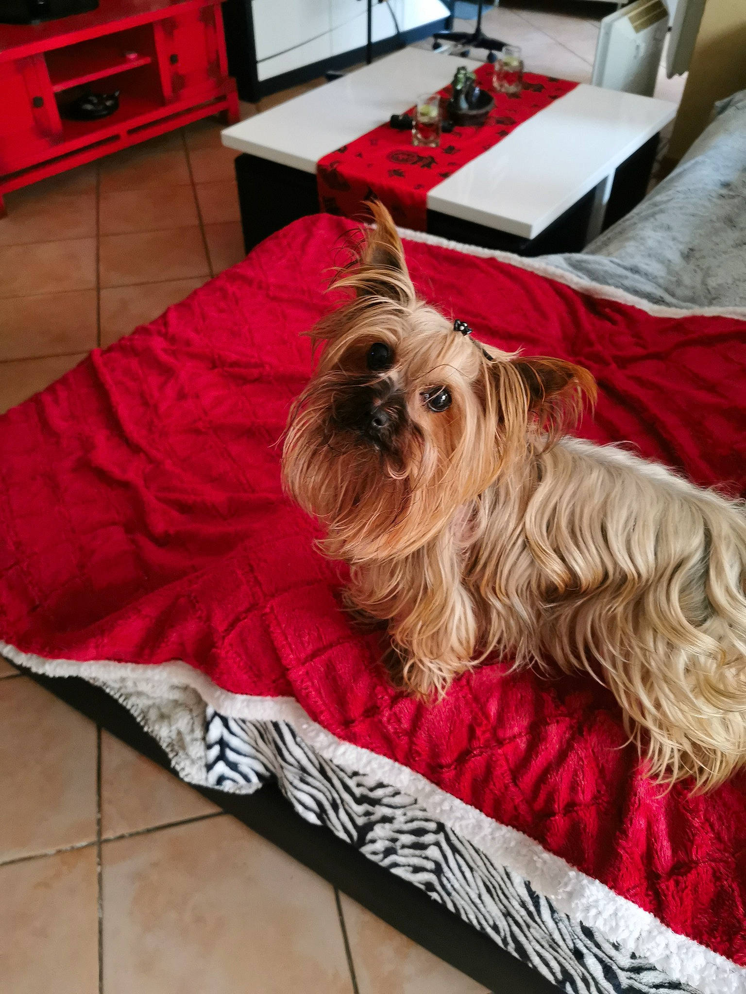 Daisy participe au concours pour gagner de l'argent avec cette photo : carnivore, chest_of_drawers, comfort, companion_dog, computer_keyboard, dog, dog_breed, dog_supply, floor, flooring, hardwood, home_appliance, kitchen_appliance, liver, small_terrier, snout, terrier, toy_dog, wood, working_animal