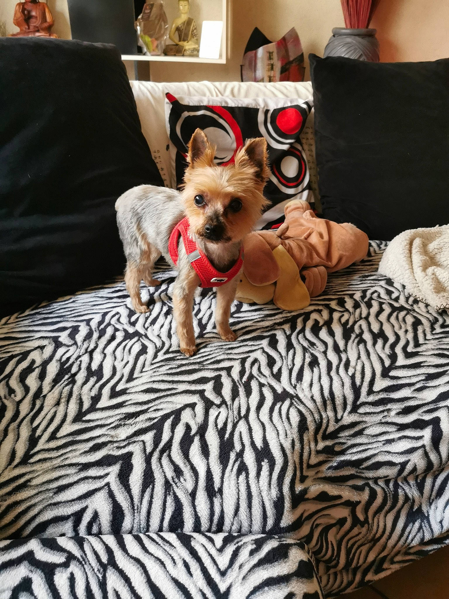 Daisy participe au concours pour gagner de l'argent avec cette photo : canidae, carnivore, comfort, companion_dog, couch, dog, dog_breed, dog_clothes, dog_supply, fawn, fur, furniture, linens, living_room, pillow, room, sporting_group, textile, throw_pillow, toy_dog