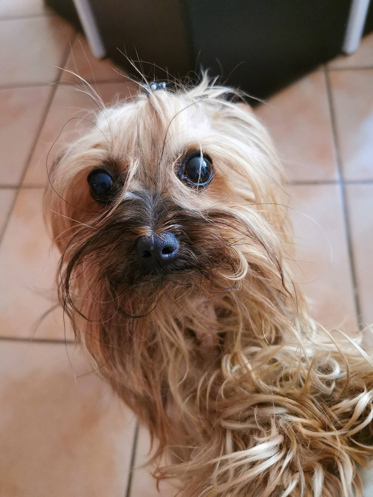 Daisy a rejoint le concours — aidez-le/la à gagner de superbes lots ! biewer_terrier, brown_hair, canidae, carnivore, companion_dog, dog, dog_breed, fawn, fur, hair, liver, maltepoo, non_sporting_group, small_terrier, snout, sporting_group, surfer_hair, terrier, toy_dog, working_animal