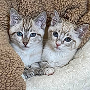 Ozzy And Nube is registered to the contest to win money with this photo: kitten, cat, blue_eyes, fluffy, snuggling, cozy, blanket, fur, pet, animal, cute, domestic_cat, closeup, whiskers, resting, two_animals, soft_texture, indoor, young, sleepy