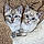 Ozzy And Nube