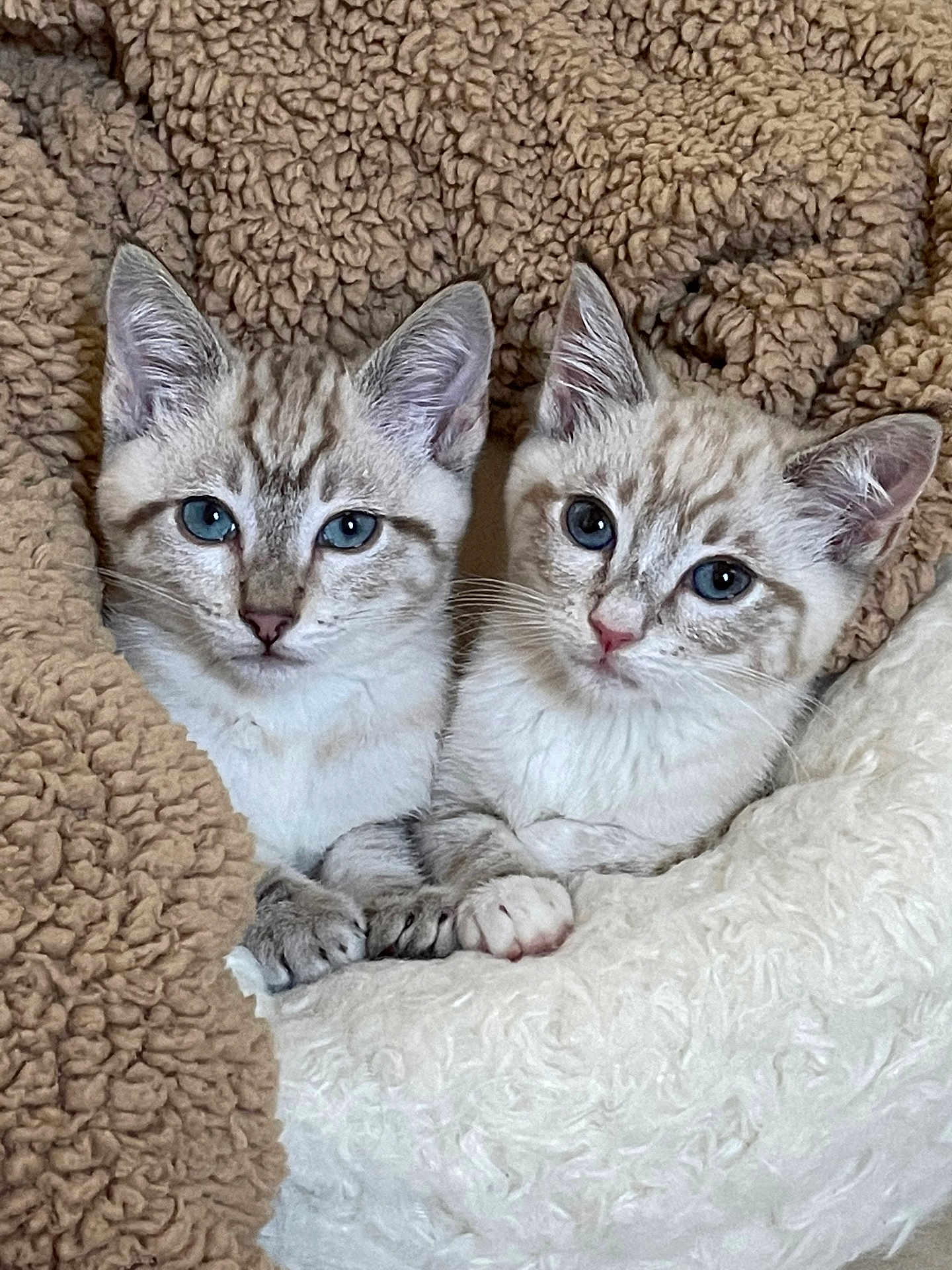 Ozzy And Nube is registered to the contest to win money with this photo: kitten, cat, blue_eyes, fluffy, snuggling, cozy, blanket, fur, pet, animal, cute, domestic_cat, closeup, whiskers, resting, two_animals, soft_texture, indoor, young, sleepy