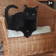 Minouche a rejoint le concours — aidez-le/la à gagner de superbes lots ! abyssinian, animal, architecture, armchair, blackcat, building, cat, chair, couch, cushion, electronics, furniture, homedecor, indoors, interiordesign, kitten, livingroom, manx, pet, room