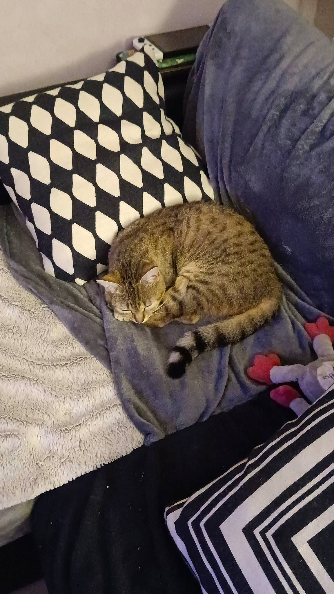 Mia participe au concours pour gagner de l'argent avec cette photo : bedding, blanket, carnivore, cat, cat_supply, claw, comfort, couch, domestic_short_haired_cat, felidae, fur, linens, mammal, nap, sleep, small_to_medium_sized_cats, tail, textile, whiskers