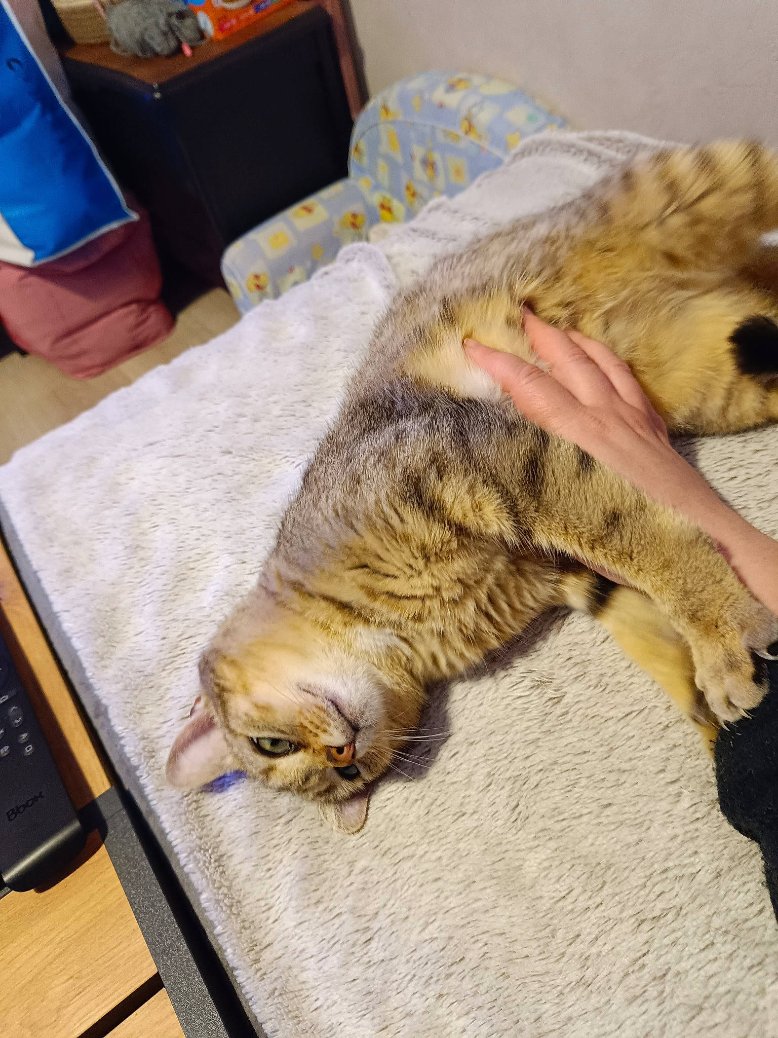 Mia participe au concours pour gagner de l'argent avec cette photo : carnivore, cat, claw, comfort, computer_keyboard, domestic_short_haired_cat, fawn, felidae, flooring, fur, hardwood, nap, paw, room, small_to_medium_sized_cats, table, tail, terrestrial_animal, whiskers, wood