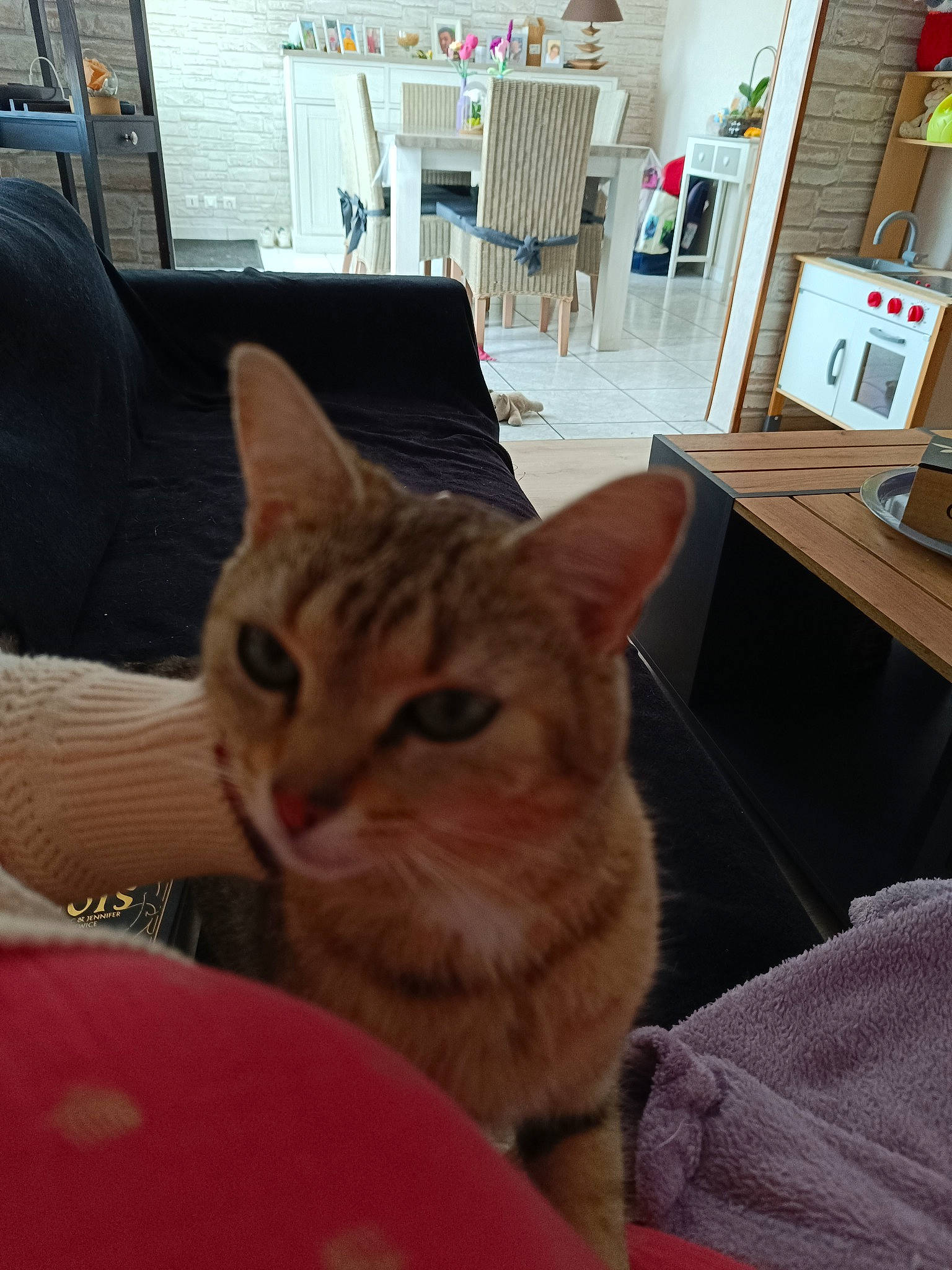 Mia participe au concours pour gagner de l'argent avec cette photo : carnivore, cat, cat_supply, comfort, domestic_short_haired_cat, door, fawn, felidae, flooring, fur, hardwood, paw, room, sitting, small_to_medium_sized_cats, tail, tree, whiskers, window, wood