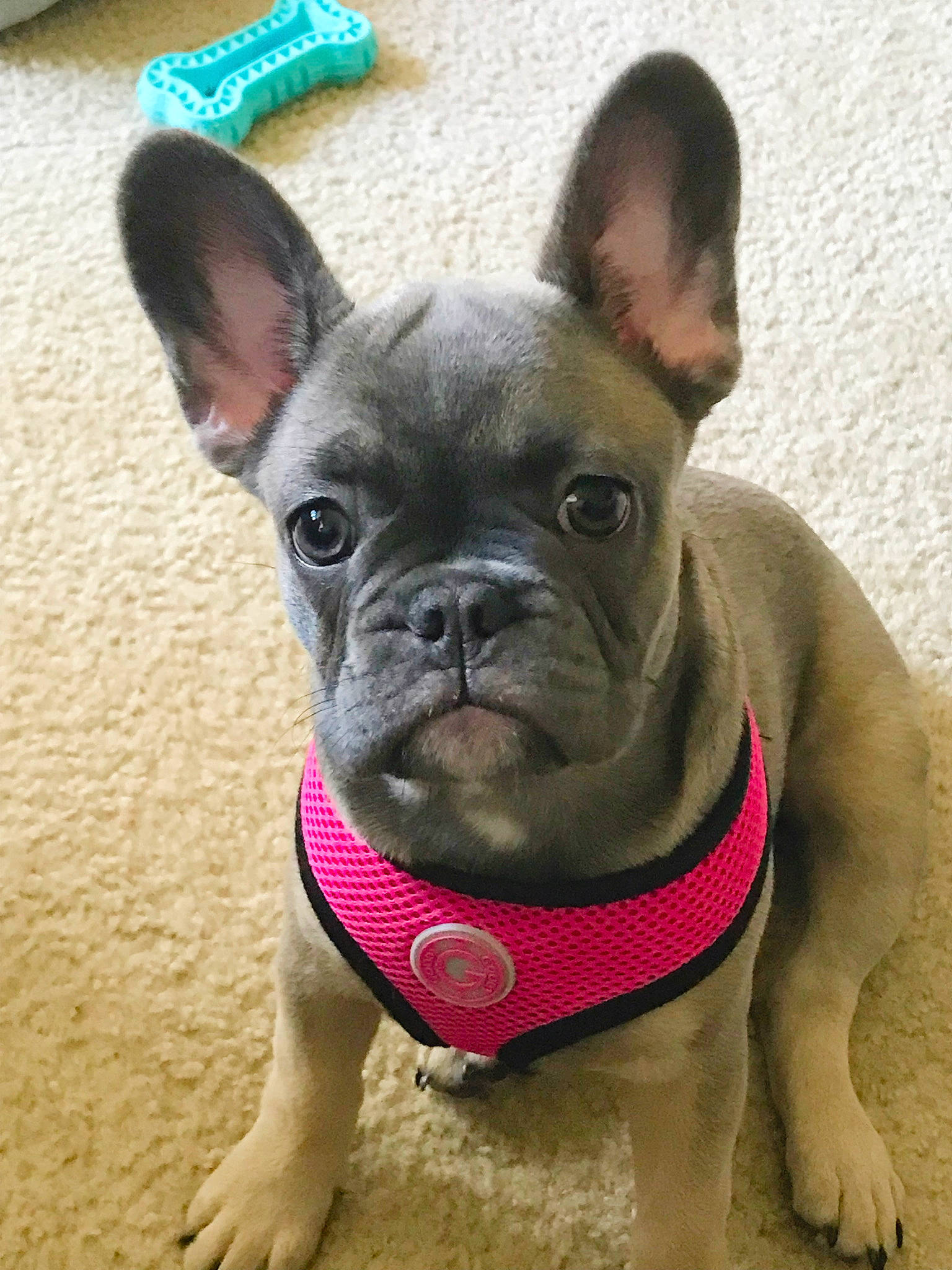 Pebbles joined the competition — help win amazing prizes! bulldog, canidae, carnivore, collar, companion_dog, dog, dog_breed, dog_collar, ear, eye, fawn, head, human_body, snout, sporting_group, terrestrial_animal, toy_dog, whiskers, working_animal, wrinkle