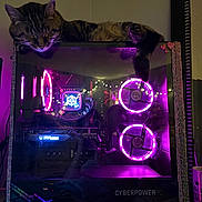 Jigbow is registered to the contest to win money with this photo: cat, computer_case, cooling_fans, cozy, decor, desktop_computer, electronics, feline, gaming_pc, hardware, indoor, led_lights, pet, purple_light, reflection, relaxation, resting, sleeping, tabby_cat, technology