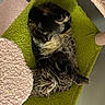 cat, tabby_cat, pet, animal, feline, resting, sleeping, cozy, indoor, cat_tree, hammock, fur, whiskers, paws, relaxed, curious, home, soft, pink, green