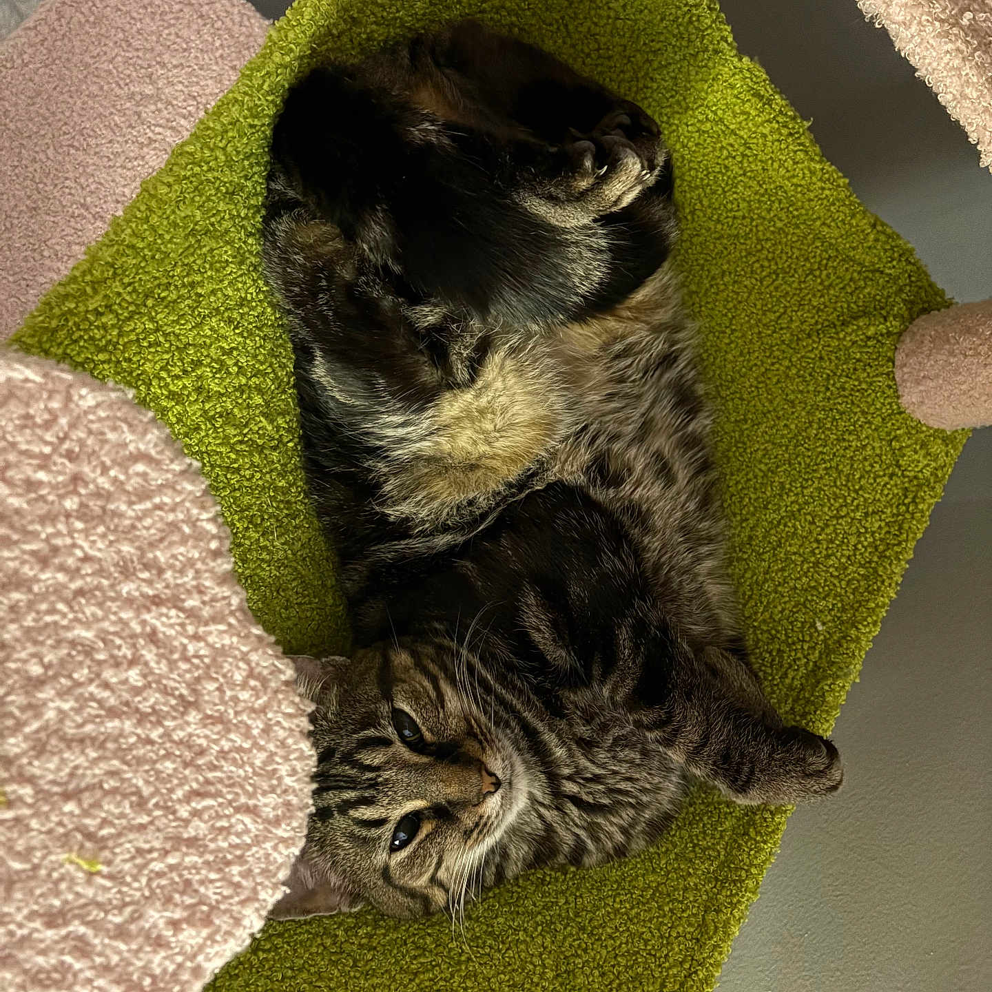 Jigbow is registered to the contest to win money with this photo: cat, tabby_cat, pet, animal, feline, resting, sleeping, cozy, indoor, cat_tree, hammock, fur, whiskers, paws, relaxed, curious, home, soft, pink, green