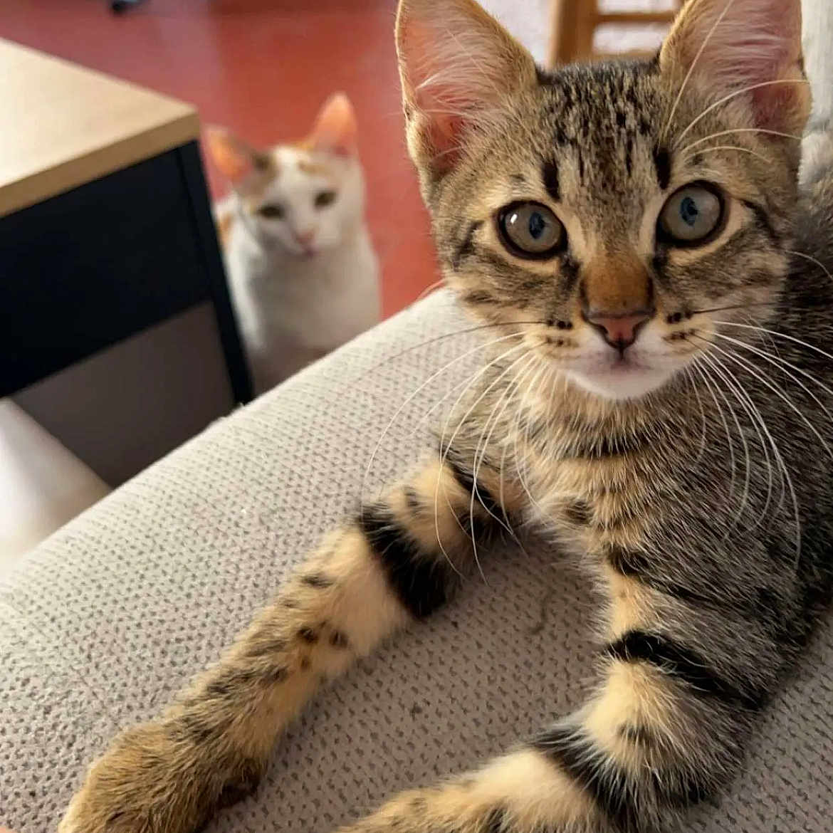 Artemis