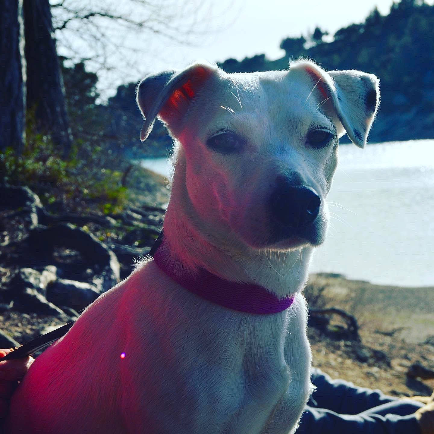 Maggie a rejoint le concours — aidez-le/la à gagner de superbes lots ! adventure, canidae, carnivore, cloud, collar, companion_dog, dog, dog_breed, dog_collar, electric_blue, fawn, pet_supply, plant, recreation, sky, snout, sporting_group, tree, whiskers, working_animal