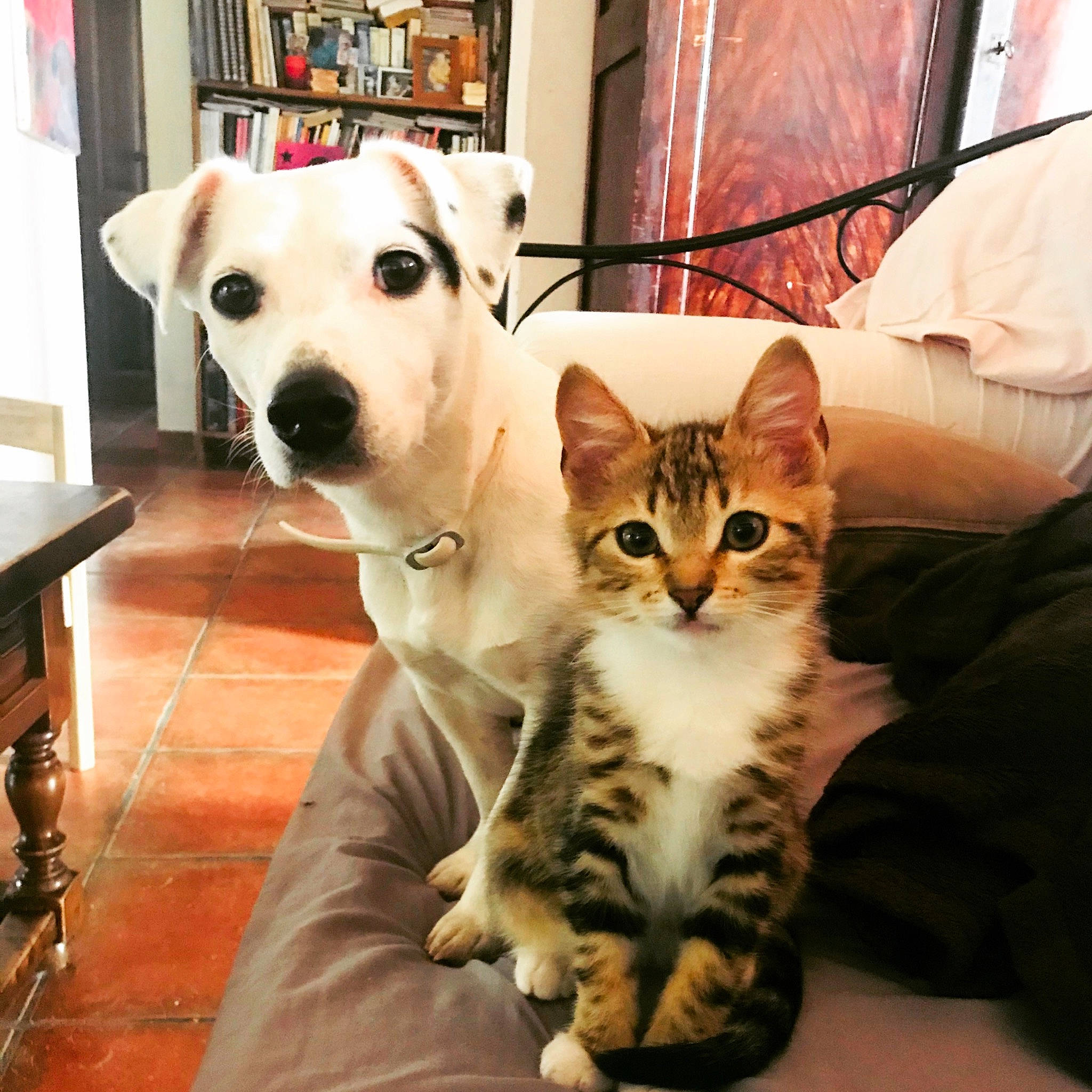 Maggie participe au concours pour gagner de l'argent avec cette photo : bookcase, carnivore, cat, comfort, companion_dog, curtain, dog, dog_breed, domestic_short_haired_cat, fawn, felidae, flooring, fur, mammal, picture_frame, small_to_medium_sized_cats, snout, vertebrate, whiskers, working_animal